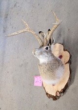 New Jackalope
