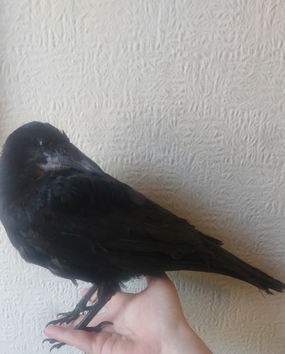 Taxidermie turm nicht - taxidermie,