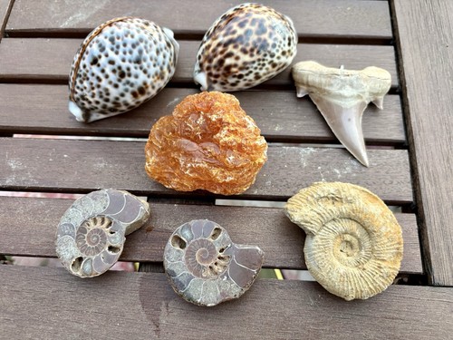 Ammonit fossilien - ammonit,