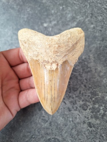 Indo megalodon zahn tooth dent - megalodon,