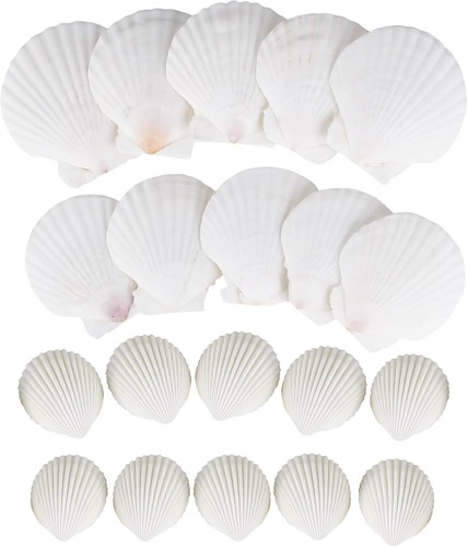 Muscheln natürliche - muscheln,