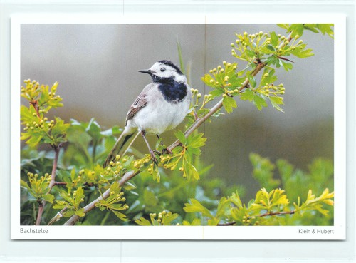 Postkarte bachstelze - ak,