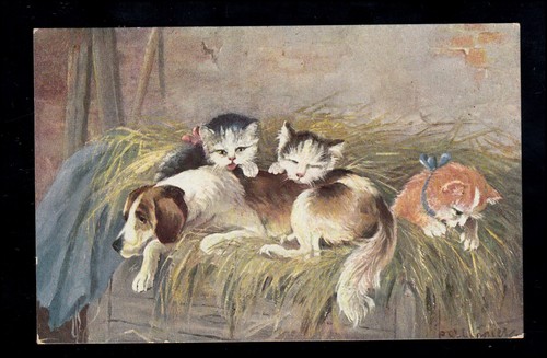 Tiere schlafender hund mit - schlafender,