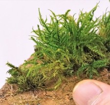 Toller grüner Busch, Pflanze