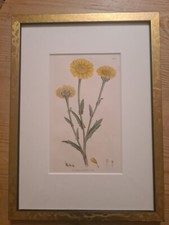 Kupferstich 1799 chrysanthemum segetum Passepartout mit Rahmen