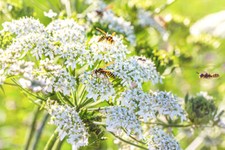 2000 Samen Echter Kümmel