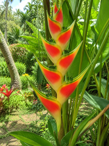 3428x heliconia psittacorum - heliconia,