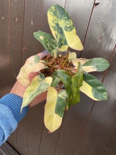 Philodendron brown beauty - philodendron,