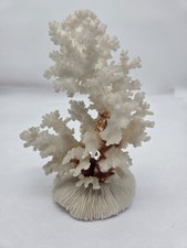 Weiße Koralle natürliche