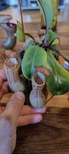 Nepenthes clipeata x veitchii