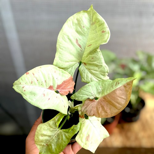 Syngonium milk confetti - syngonium,