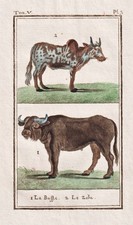 Büffel buffalo buffle - buffalo,