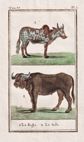 Büffel buffalo buffle gravure - buffalo,