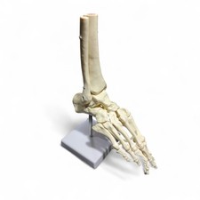 Anatomisches Skelettmodell Fußgelenks Sprunggelenk Adult Lebensgröße +Ständer ✅