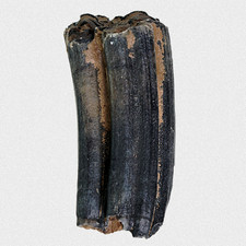 Fossil Wildpferd Backenzahn