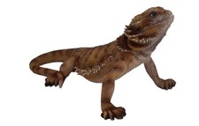 Dekofigur Bartagame 34 x 20 cm