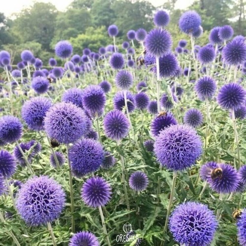 Echinops ritro stück - ritro,