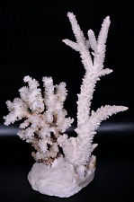 Vintage Weiße Meer Koralle 1,3 Kg Deko Sockel Kunst