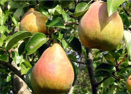 Birnenbaum