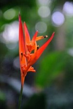 Heliconia psittacorum