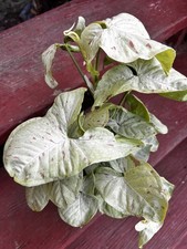 Syngonium Milk Confetti - Live