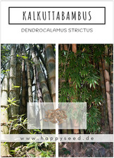 Bambus Samen Schnellwachsend Winterhart Dekorativer  Garten