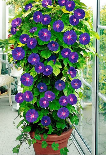 Ipomoea prunkwinde - ipomoea,