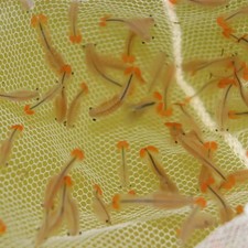 Biberschwanz-Feenkrebse Eier