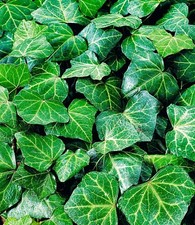 BALDUR Garten Winterharter