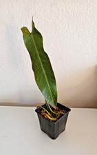 Etablierte Philodendron