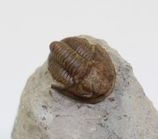 Trilobit, Proetus concinna