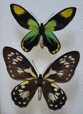 Ornithoptera victoriae reginae - Pair *Maramasike Island*