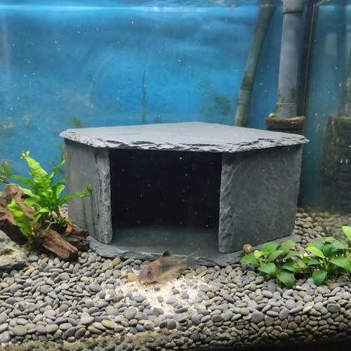 Große aquarium eckhöhle - große,