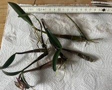 Dendrobium kingianum - duftend