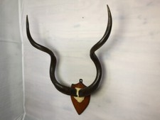 Trophäe Kudu Antilope aus