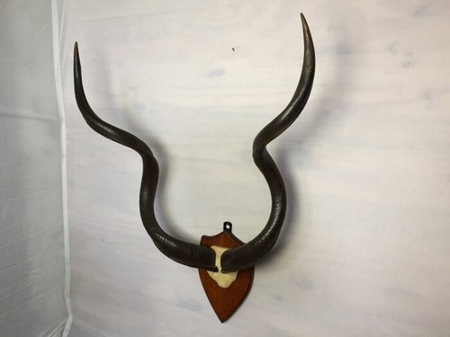 Trophäe kudu antilope - trophäe,