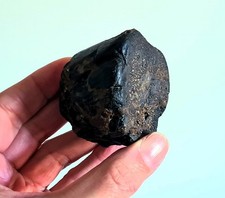 UK Wealden Dinosaurier