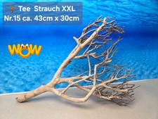 🪴 XXL Tee Strauch Aquarium