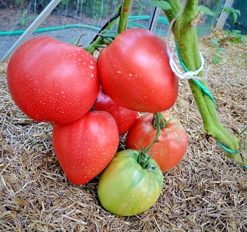 Tomatensamen - (7+, samen)