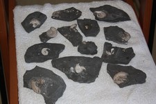 Fossilien - Buttenheim -