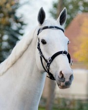 QHP Kappzaum Trense Bodenarbeit mit Gebissriemen Leder schwarz WB