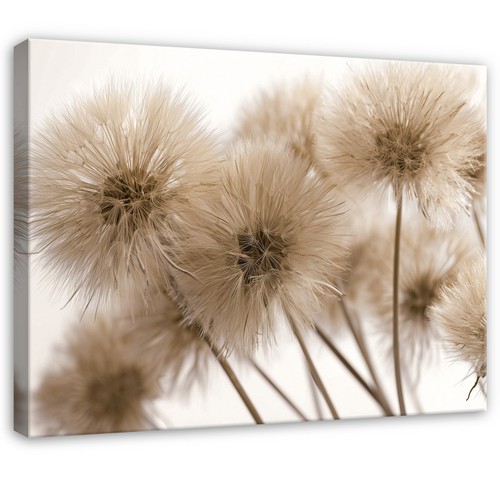 Leinwand blumen pusteblumen - blumen,