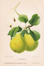 Betzelsbirn Birnen pears