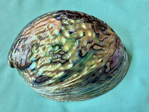 Perlmutt muschel paua - xl,
