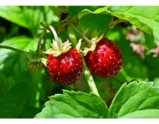 12 Walderdbeeren Pflanzen BIO winterhart Bodendecker wurzelnackt Biogarten