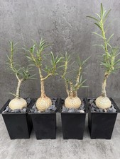 Pachypodium succulentum