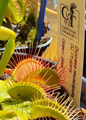 Dionaea muscipula phalanx - muscipula, gj