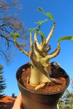 Adenium obesum Wüstenrose Caudex verzweigt Baobab Nr 103