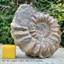 RAR Oistoceras capricorni