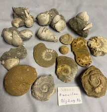 Amoniten und versteinerte